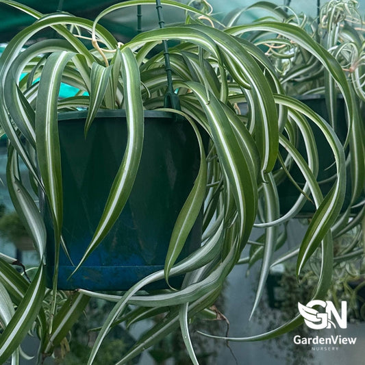 Chlorophytum Bonnie Curly - Indoor Plants - Garden View Nursery