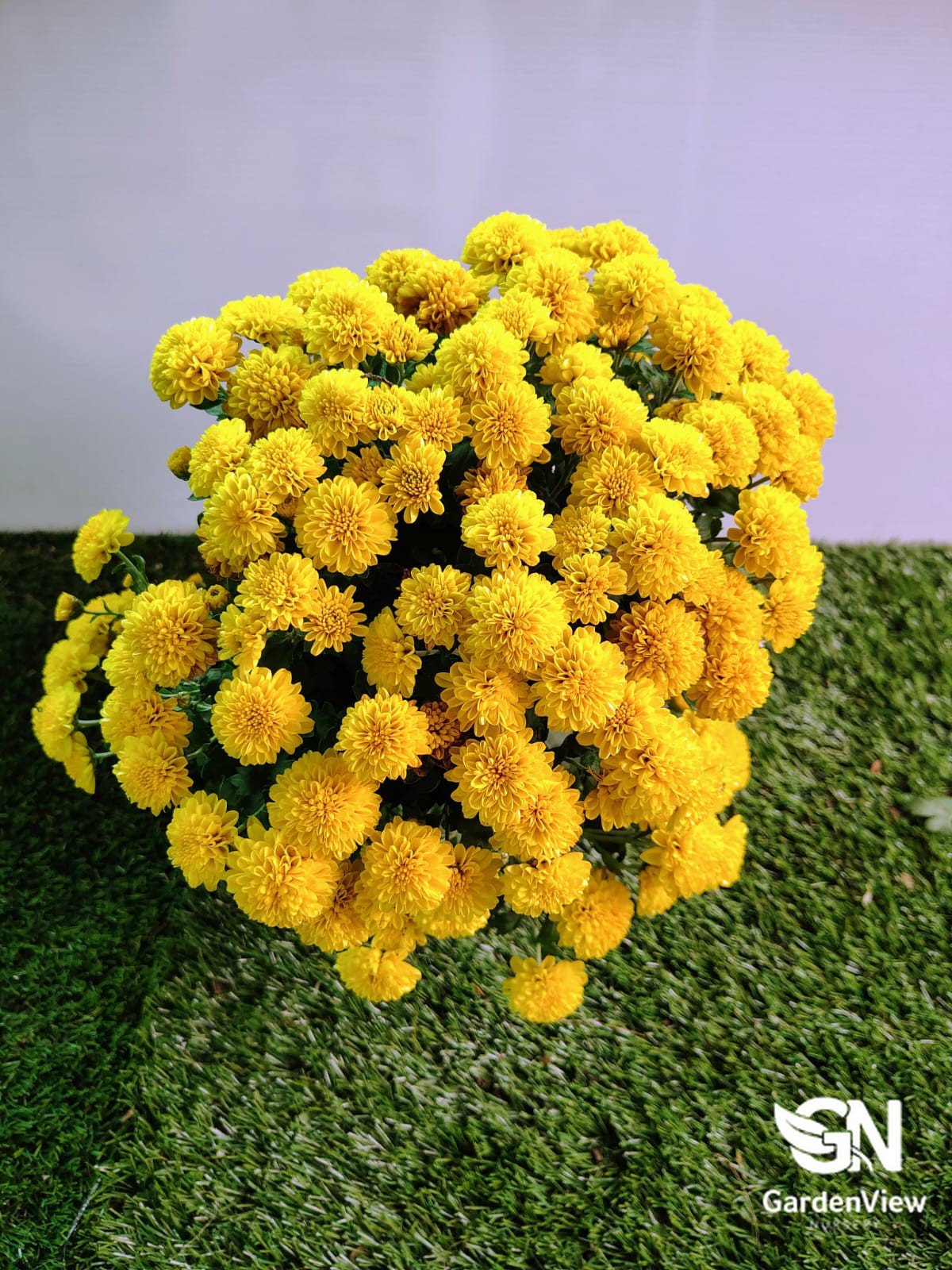 Chrysanthemum Assorted - Shrubs & Trees - Garden View Nursery