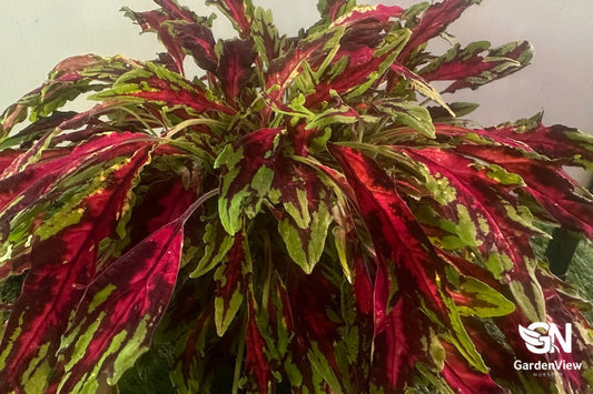 Coleus Wizard - Shrubs & Trees - Garden View Nursery