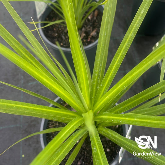 Cordyline Australis Kasper Green - Palms & Tropical - Garden View Nursery