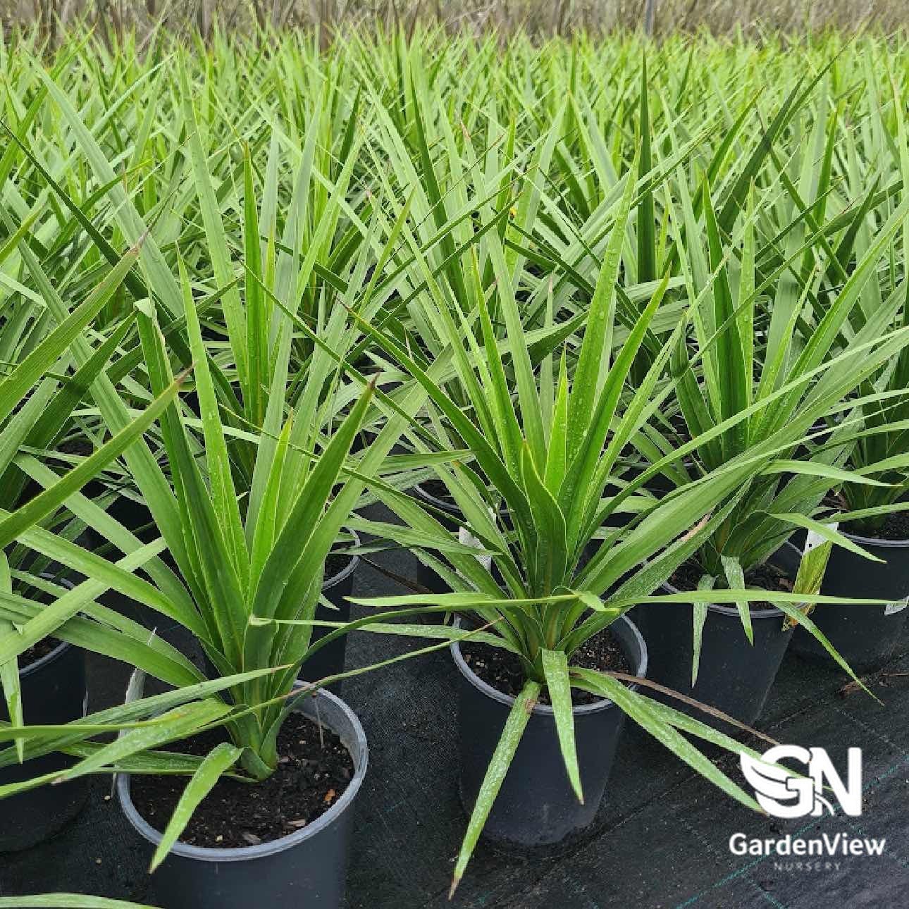 Cordyline Australis Peko - Palms & Tropical - Garden View Nursery