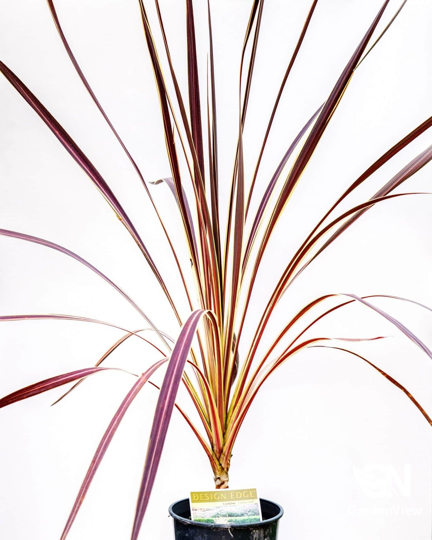 Cordyline Electric Flash - Palms & Tropical - Garden View Nursery