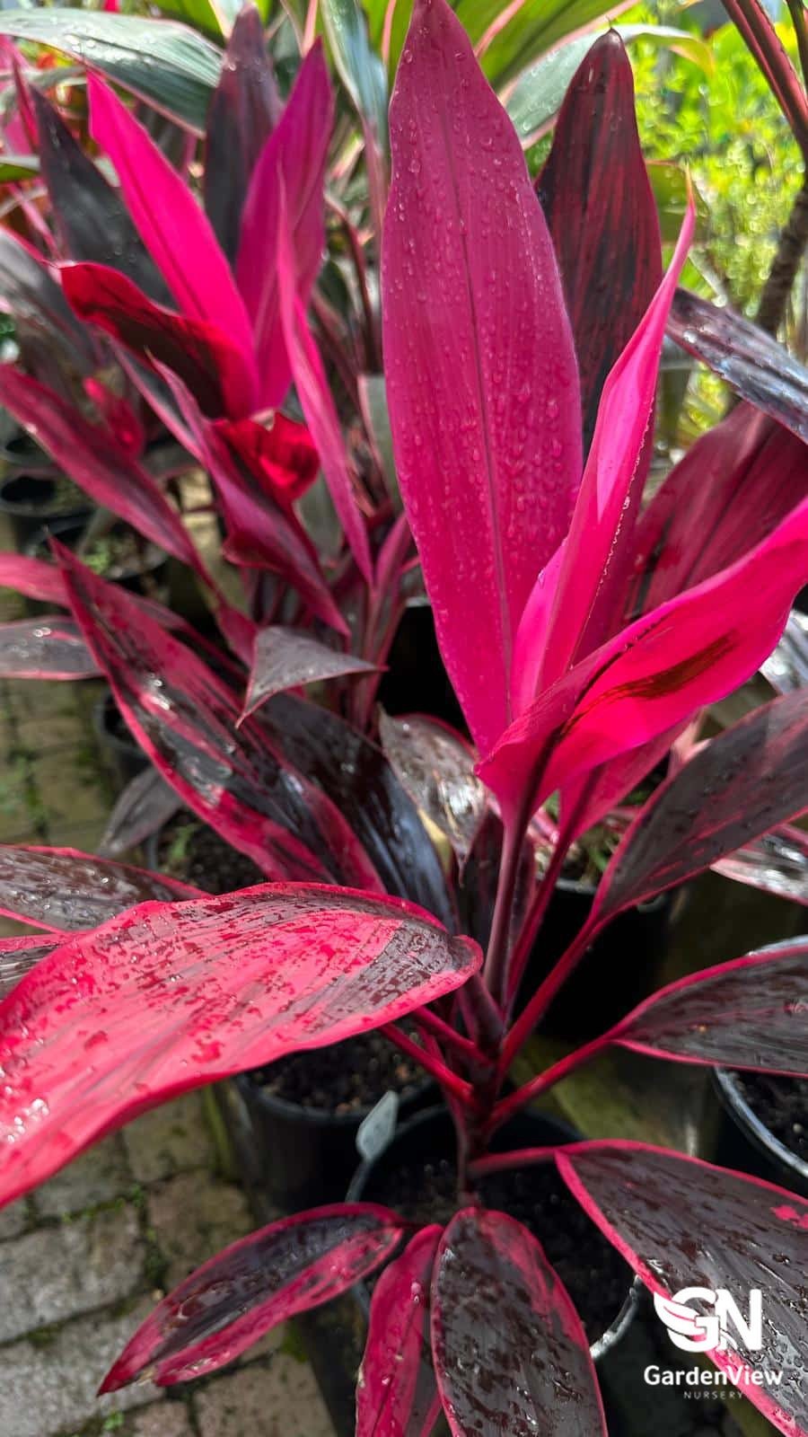 Cordyline Fruticosa Rubra - Palms & Tropical - Garden View Nursery
