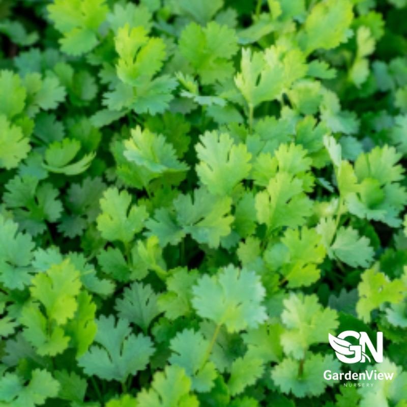 Coriander - Indoor Plants - Garden View Nursery