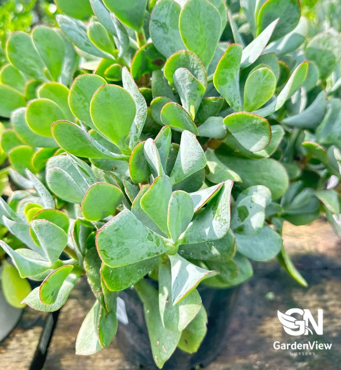 Crassula Ovata Blue Bird | Jade Plant with Blue Foliage