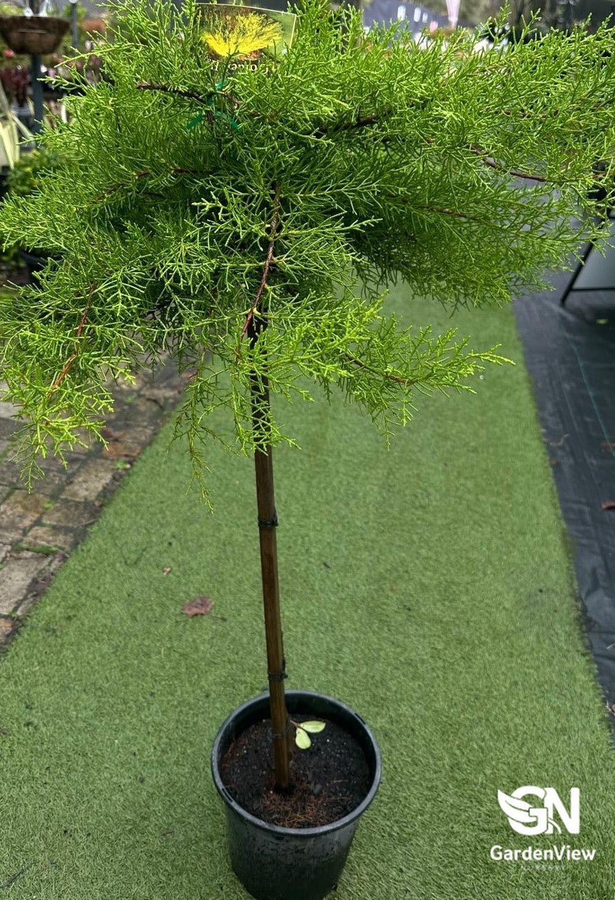 Cupressus Macrocarpa Golden Halo Standard - Shrubs & Trees - Garden View Nursery