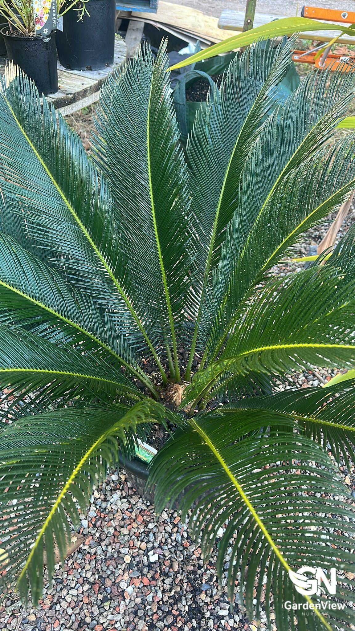 Cycad Revoluta (Sago Palm) - Palms & Tropical - Garden View Nursery