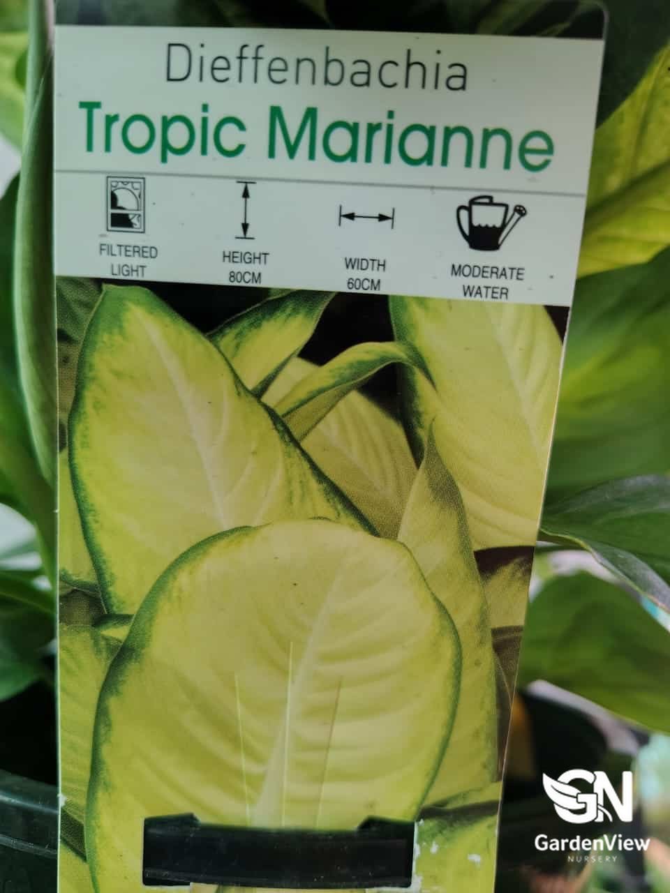 Dieffenbachia Tropic Marianne - Indoor Plants - Garden View Nursery