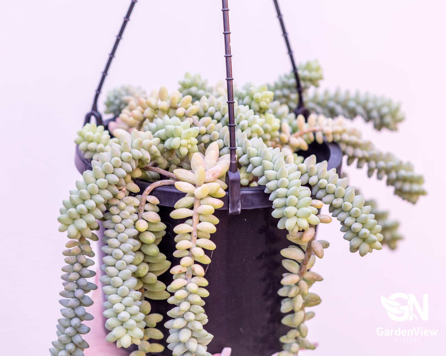 Donkey's Tail (Sedum Morganianum) - Cactus & Succulents - Garden View Nursery