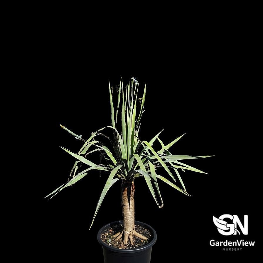 Dracaena Draco - Palms & Tropical - Garden View Nursery