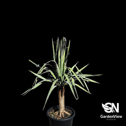 Dracaena Draco - Palms & Tropical - Garden View Nursery
