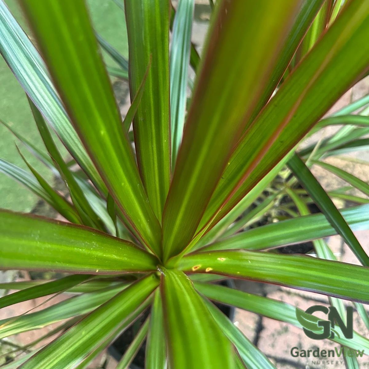 Dracaena Marginata Red Edge - Indoor Plants - Garden View Nursery