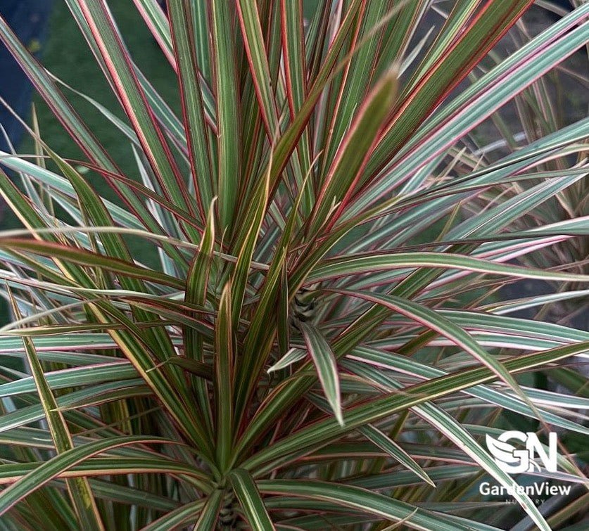 dracaena marginata outdoors australia Dracaena Marginata Tricolour