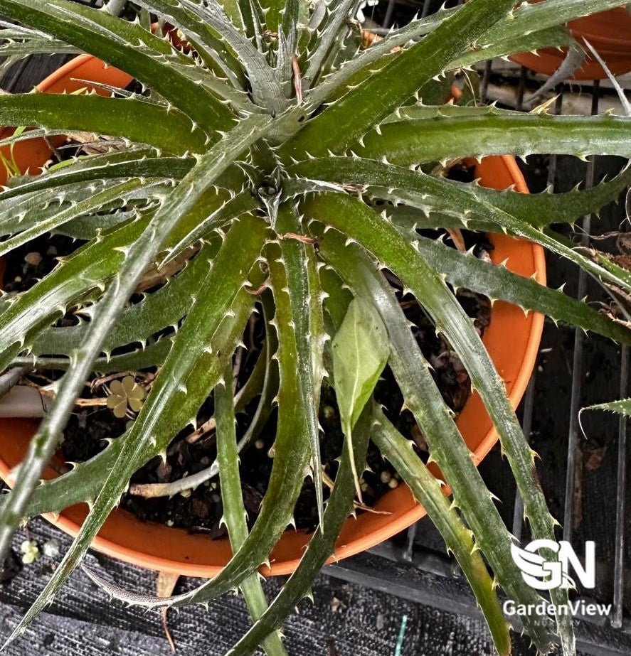 Dyckia Assorted - Cactus & Succulents - Garden View Nursery