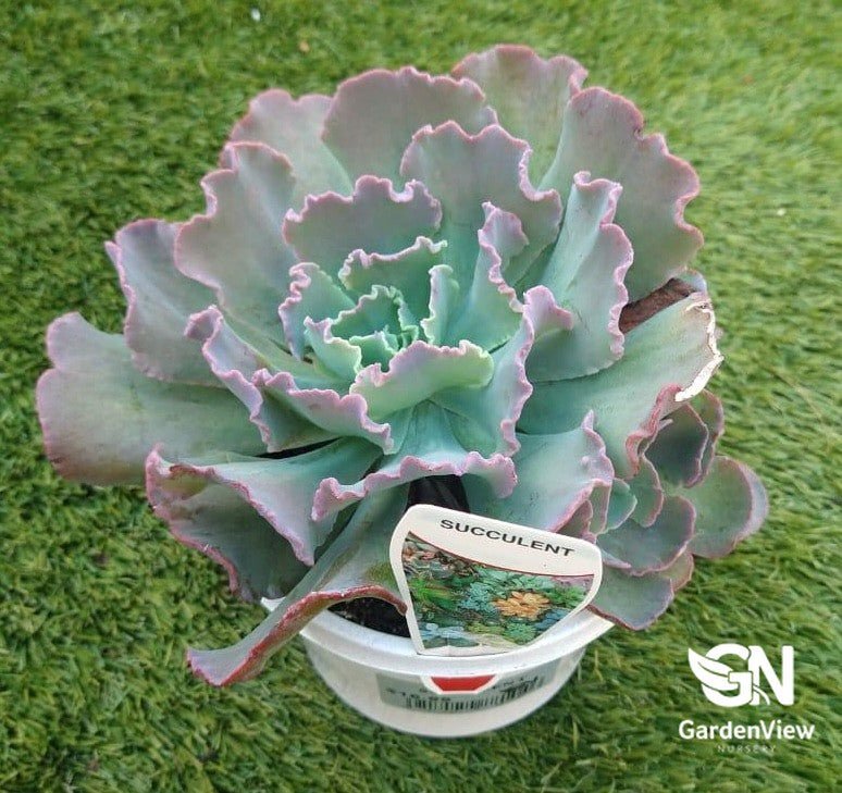 Echeveria Blue Curl | Stunning Blue Succulent | Buy Online