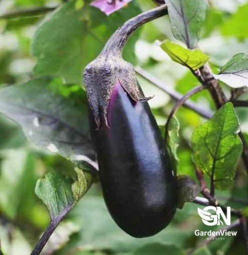 Eggplant (Black Beauty) - Garden Care & Turf - Garden View Nursery