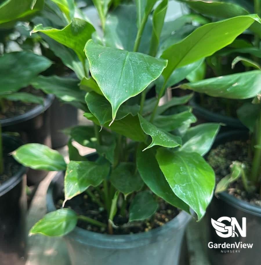 cardamom house plant Elettaria Cardamomum | Aromatic Cardamom Plant