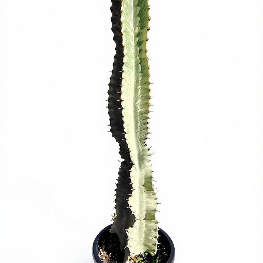 Euphorbia Ammak - Cactus & Succulents - Garden View Nursery