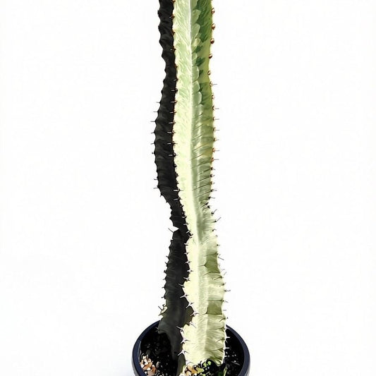 Euphorbia Ammak - Cactus & Succulents - Garden View Nursery