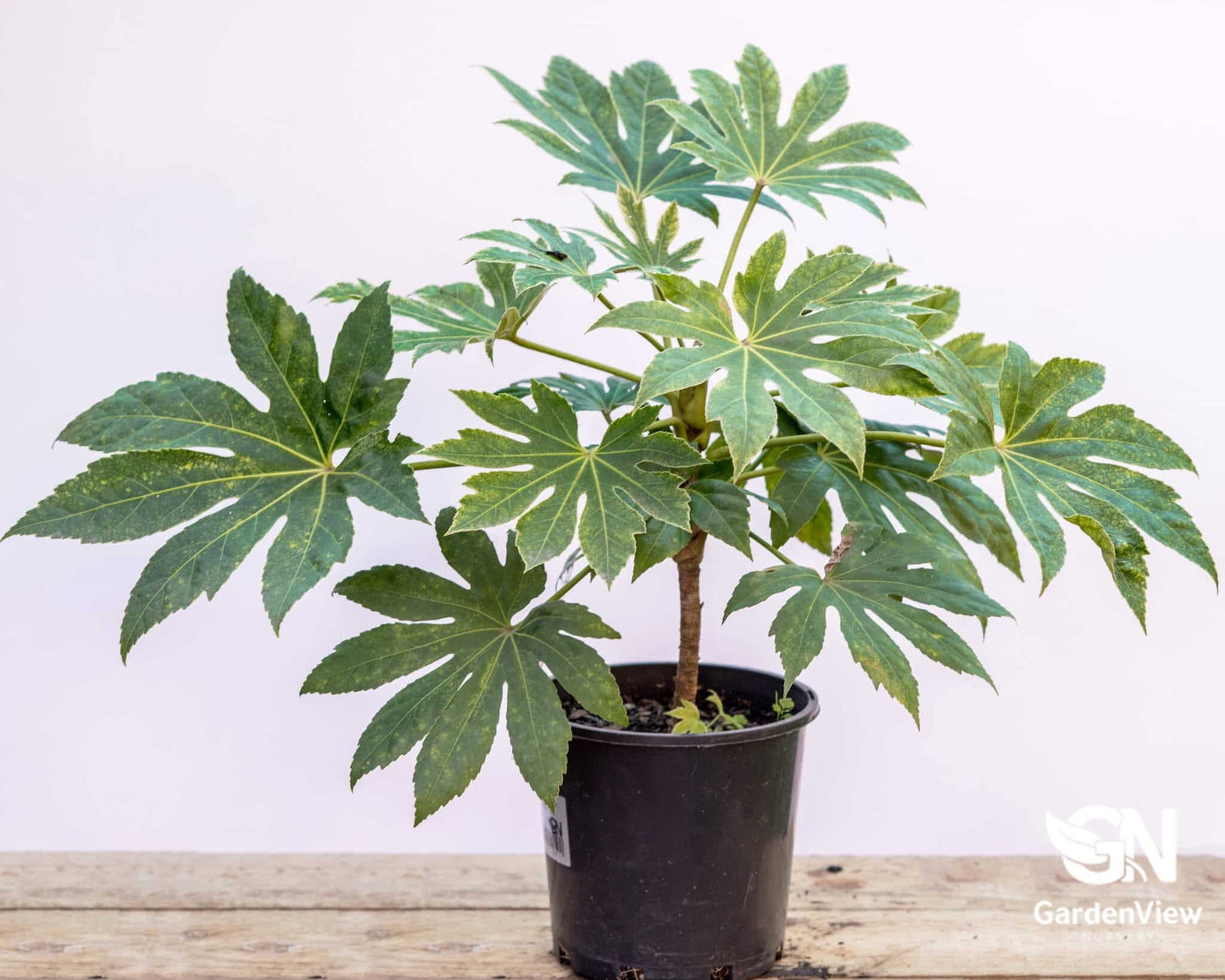 Fatsia Japonica Spider's Web - Indoor Plants - Garden View Nursery