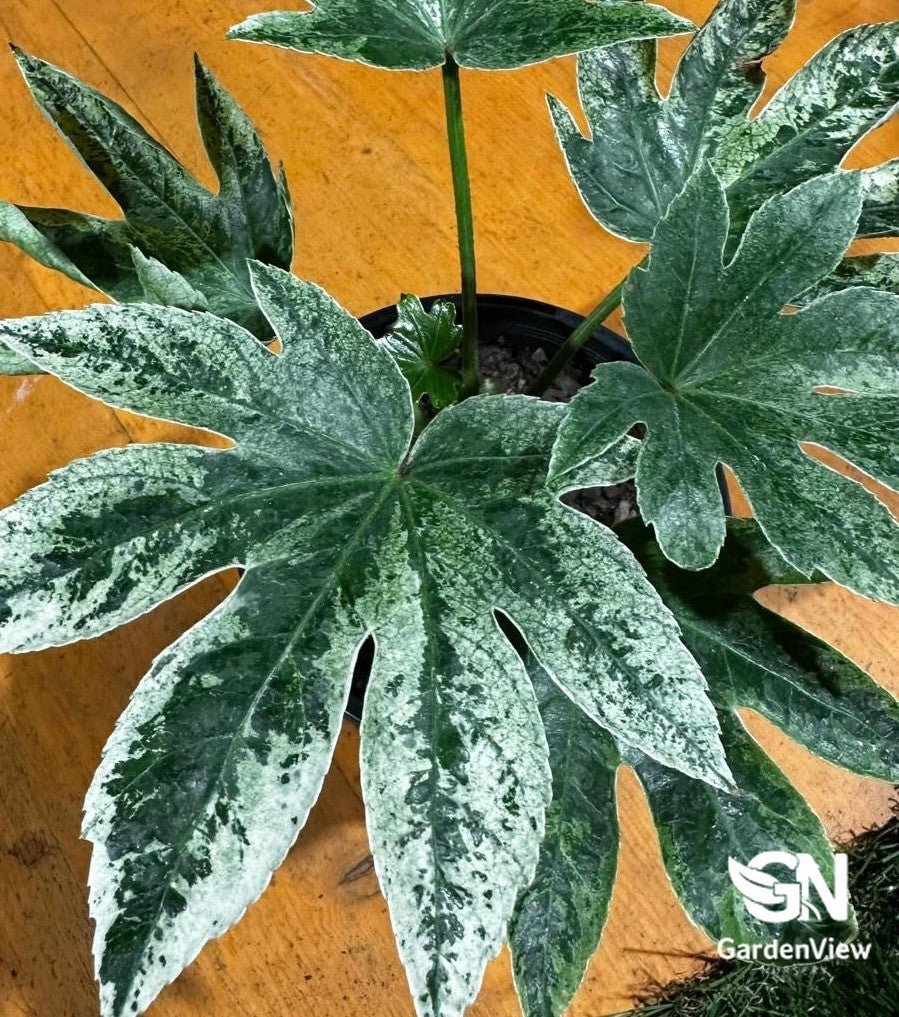japonica spider plant Fatsia Japonica Spider's Web | Variegated Indoor Plant
