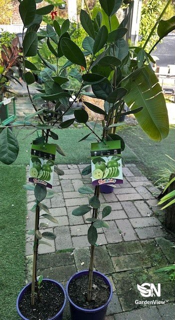 Feijoa Sellowiana (Pineapple Guava) - Fruit Trees - Garden View Nursery