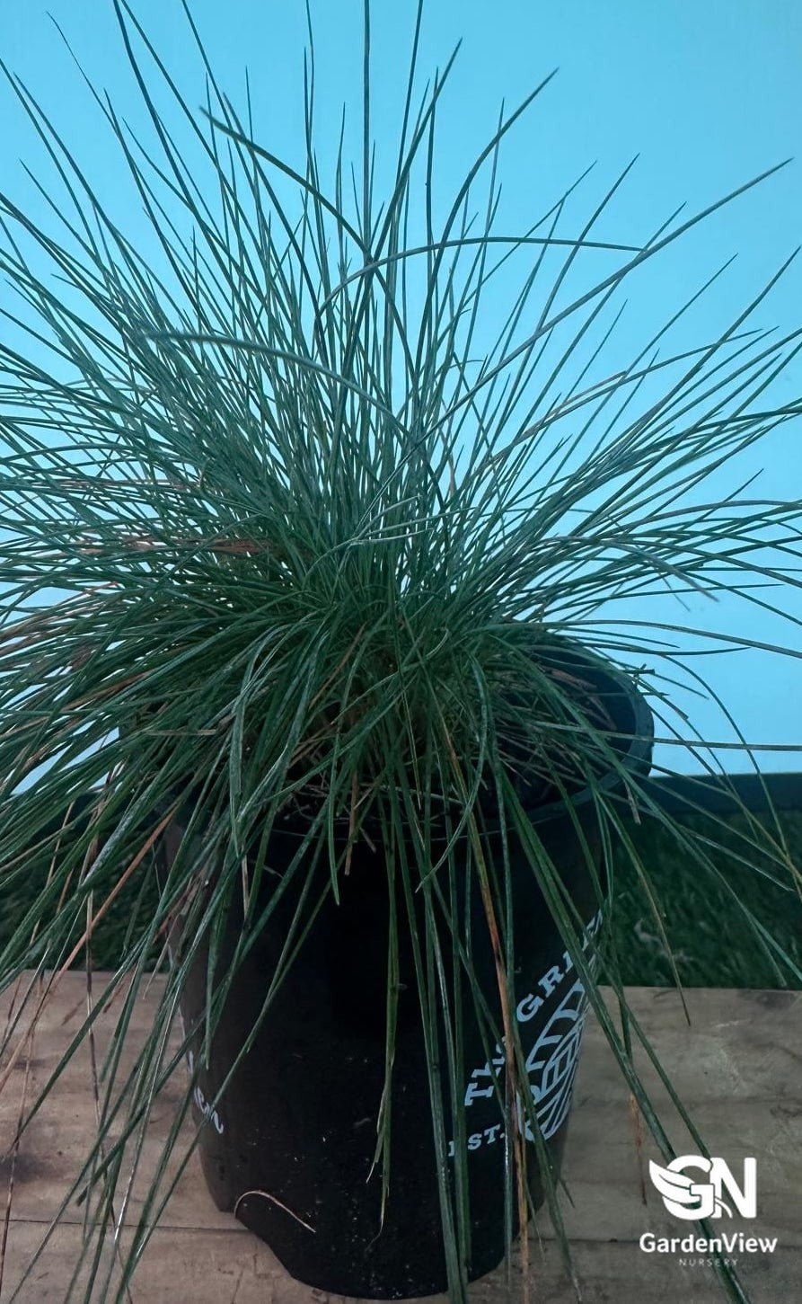 Festuca Glauca - Climbers & Ground Covers - Garden View Nursery