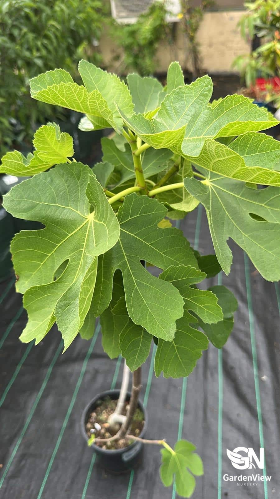 Fig Black Genoa - Fruit Trees - Garden View Nursery