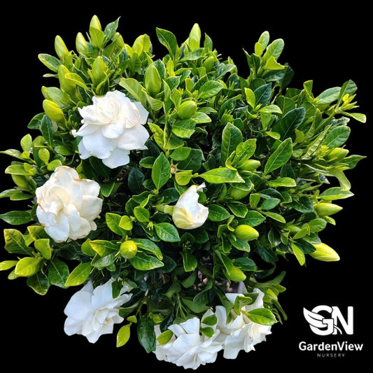 Gardenia Augusta Florida Standard - Shrubs & Trees - Garden View Nursery