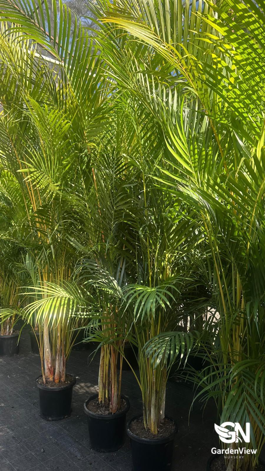 are golden cane palms toxic to cats Golden Cane Palm | Tropical Indoor Plant
