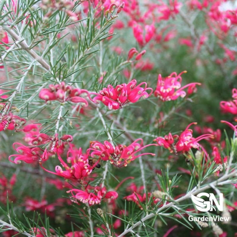 Grevillea Rosmarinifolia 'Crimson Villea' - Native Shrubs & Trees - Garden View Nursery