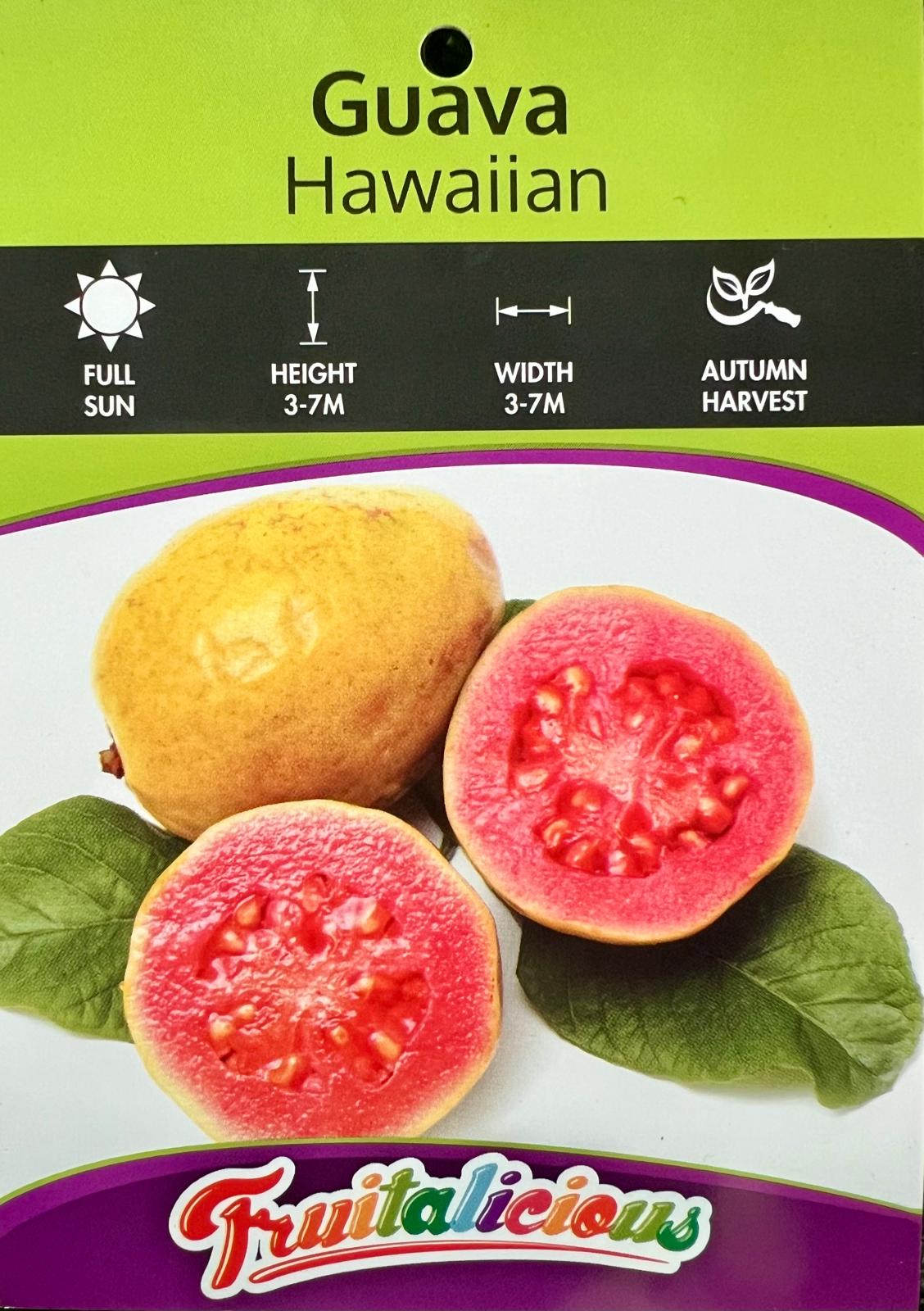 Guava Hawaiian - Fruit Trees - Garden View Nursery