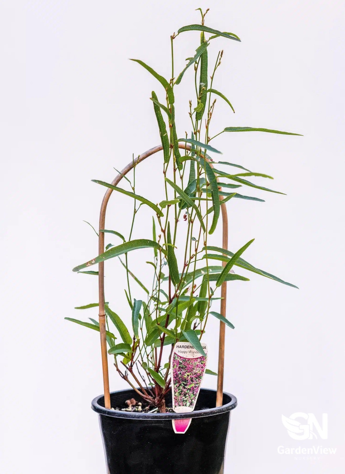Hardenbergia Violacea (Happy Wanderer) - Shrubs & Trees - Garden View Nursery