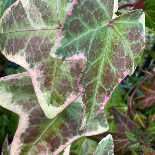 Hedera Ivy - Climbers & Ground Covers - Garden View Nursery
