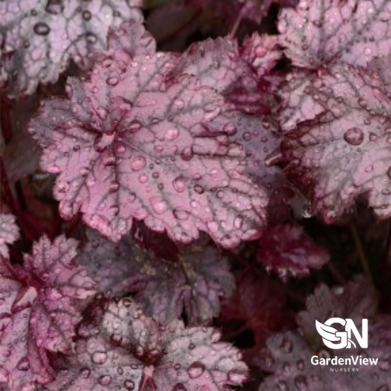 Heuchera Forever Purple - Climbers & Ground Covers - Garden View Nursery