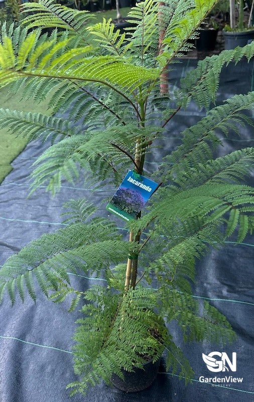 Jacaranda Mimosifolia - Shrubs & Trees - Garden View Nursery