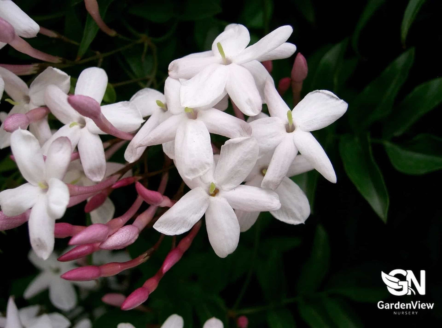 Jasmine Polyanthum - Climbers & Ground Covers - Garden View Nursery