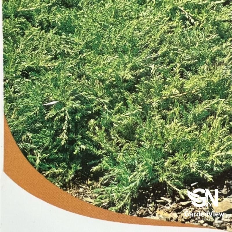 Juniperus Taxifolia 'Lutchuensis' - Climbers & Ground Covers - Garden View Nursery