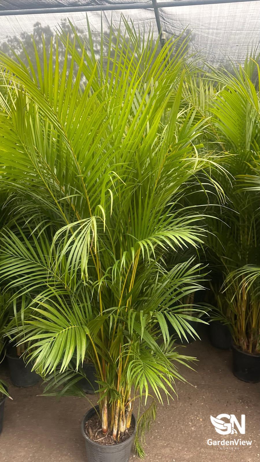 areca palm for sale melbourne Kentia Palm | Premium Indoor Plant