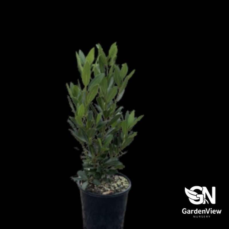 Laurus Nobilis (Bay Leaf) - Shrubs & Trees - Garden View Nursery