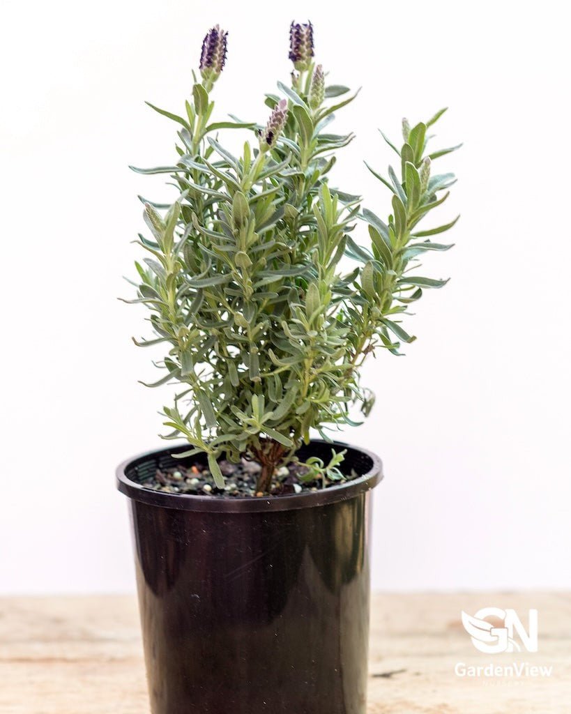 Lavender Stoechas Avonview - Shrubs & Trees - Garden View Nursery