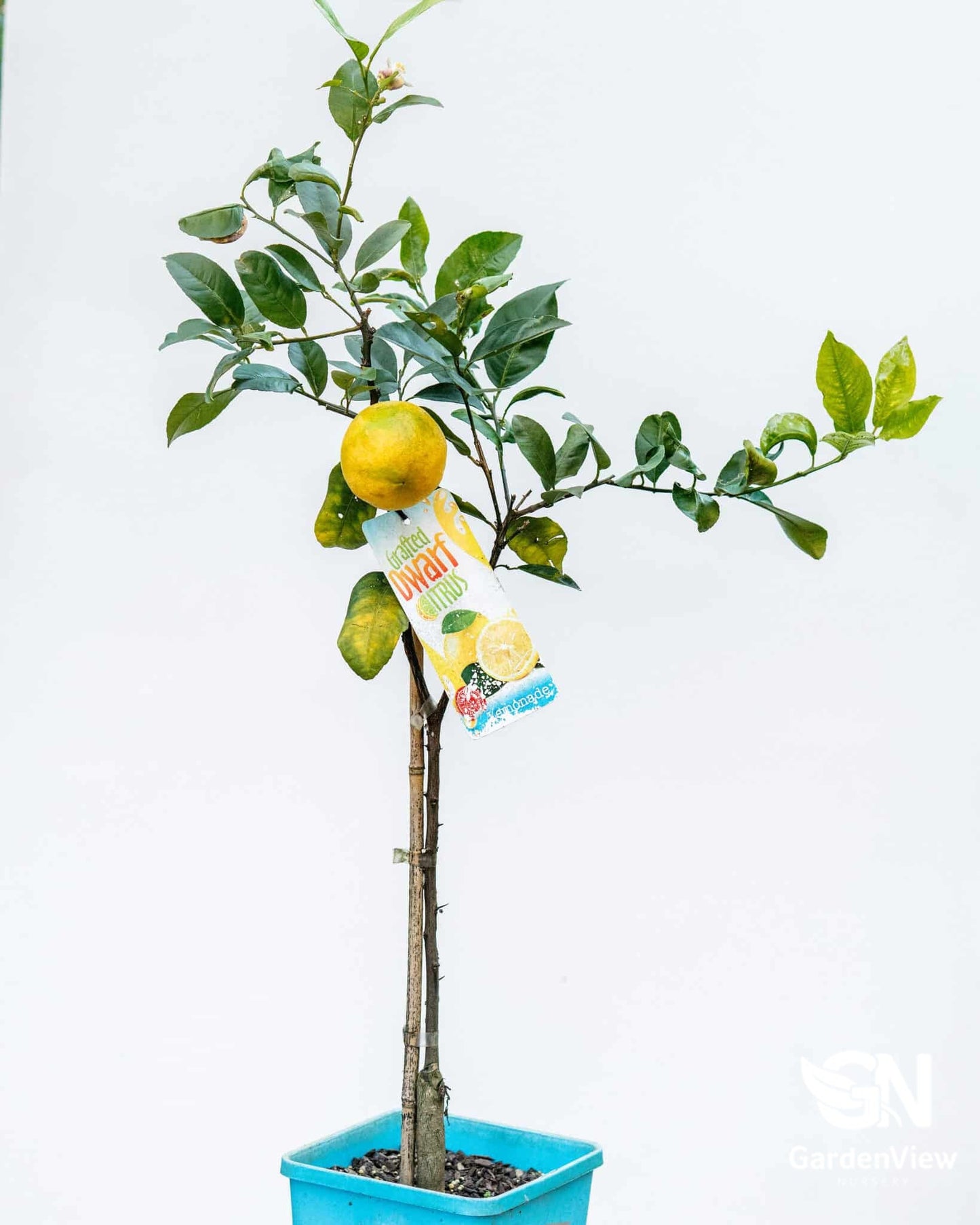 Lemon Lemonade Dwarf - Fruit Trees - Garden View Nursery