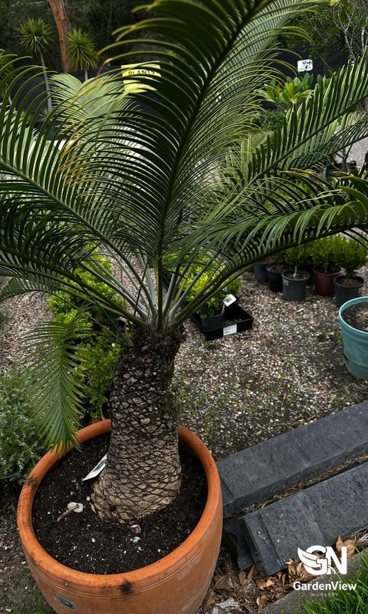 Lepidozamia Peroffskyana (Scaly Zamia) - Native Shrubs & Trees - Garden View Nursery