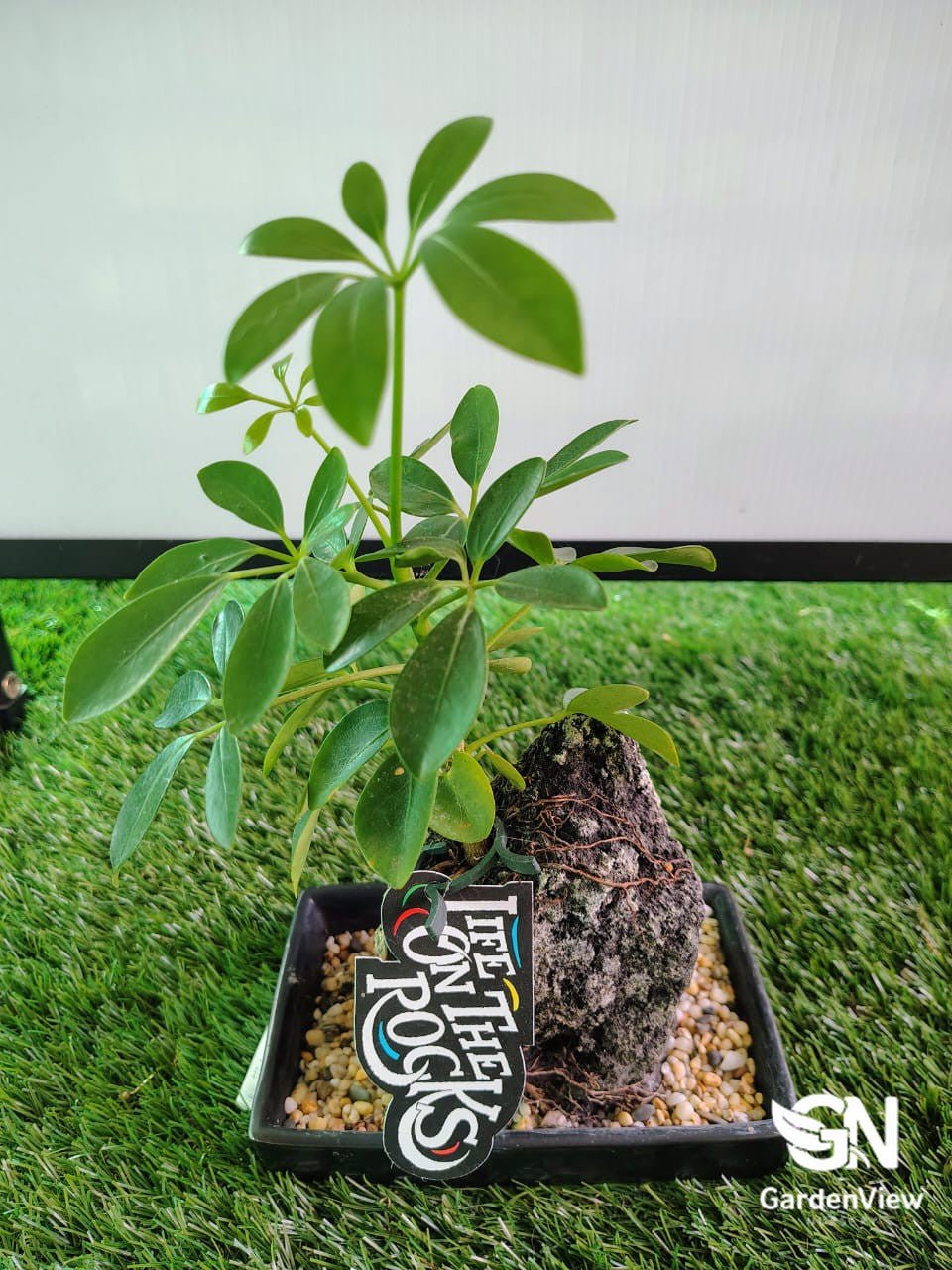 container schefflera arboricola cold hardiness Life On The Rocks Schefflera | Hardy Indoor Plant