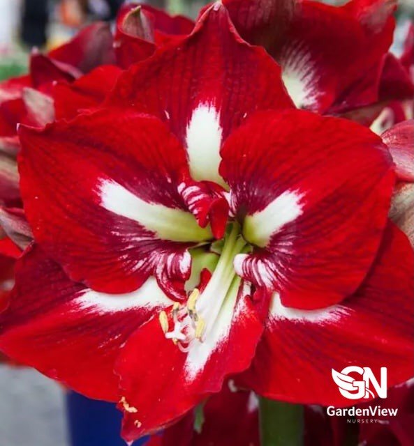 Lily Barbados - Palms & Tropical - Garden View Nursery