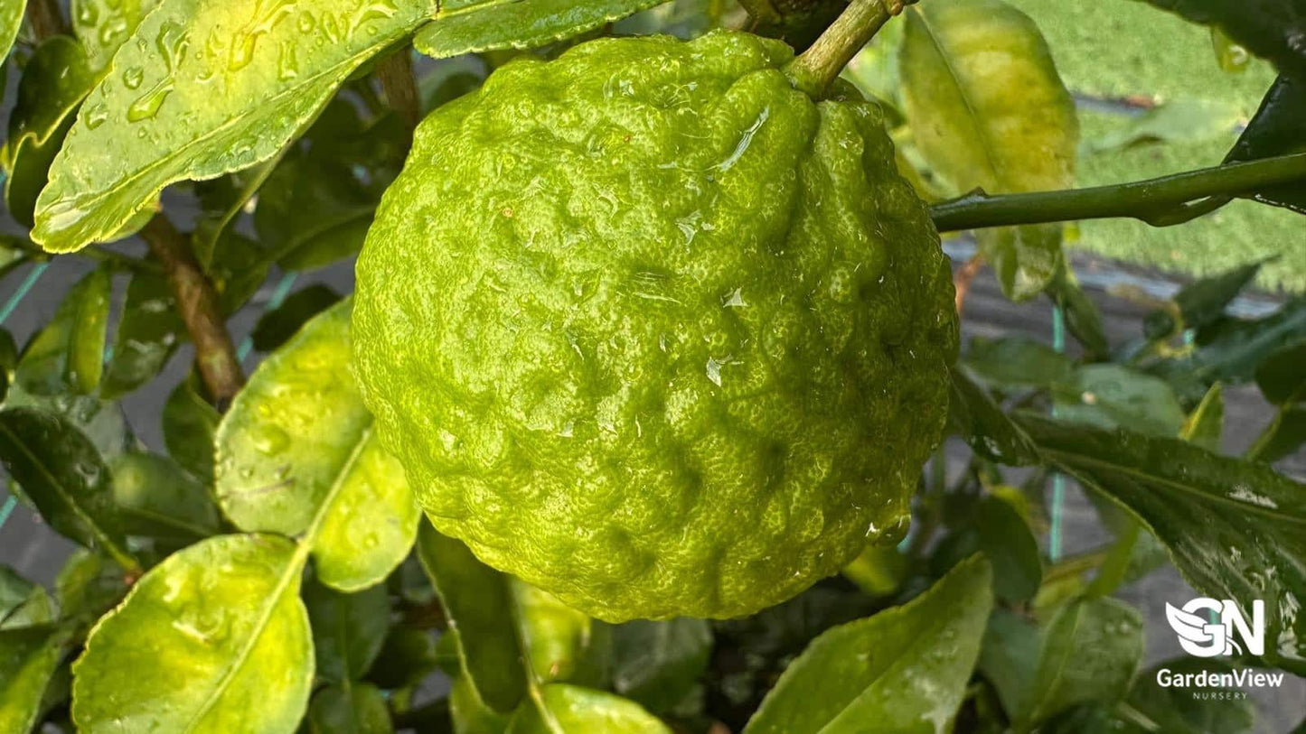 Lime Kaffir - Fruit Trees - Garden View Nursery