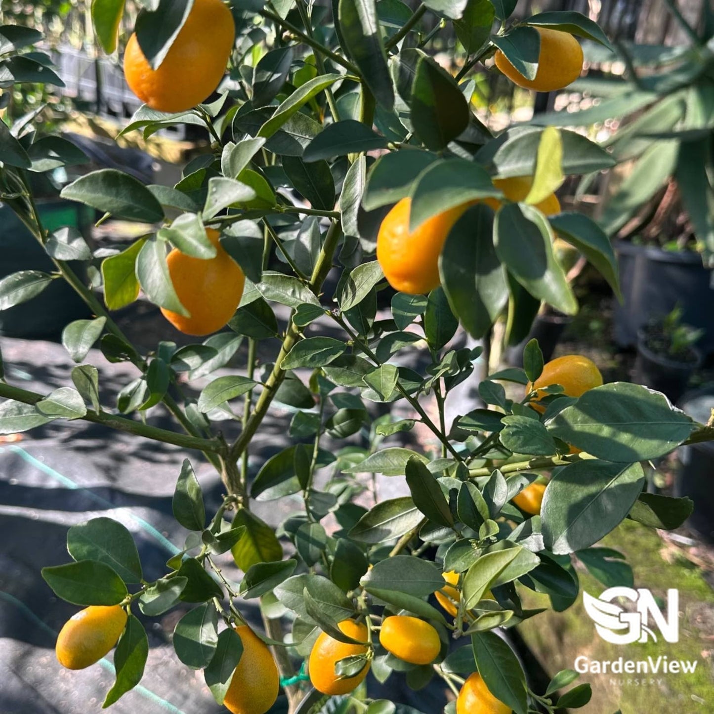 Lime Sunrise - Fruit Trees - Garden View Nursery
