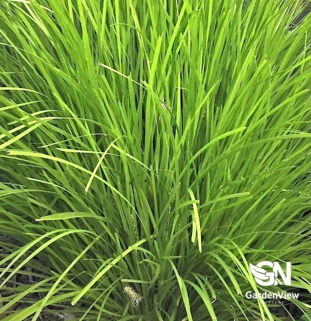 Lomandra Longifolia Lime Tuff - Climbers & Ground Covers - Garden View Nursery