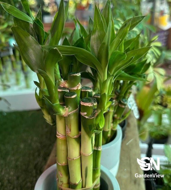 Lucky Bamboo Straight Stick - Palms & Tropical - Garden View Nursery