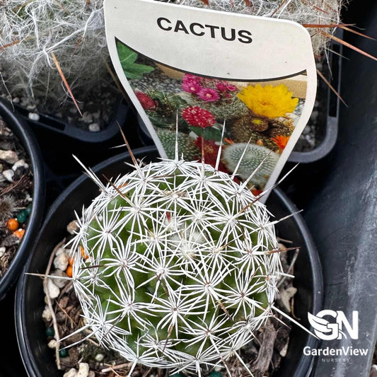 Mammillaria Vetula Ssp Gracilis (Thimble Cactus) - Cactus & Succulents - Garden View Nursery